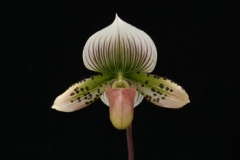 Paph. Night Hawk
